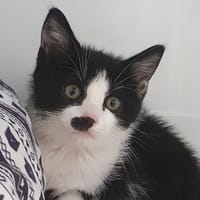 PALAWAN CHA, chat à adopter