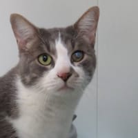 EOLE, chat à adopter