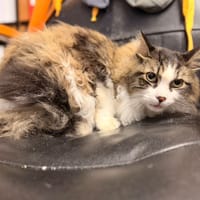 Tigrou, chat à adopter