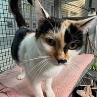 MIMI, chatte à adopter