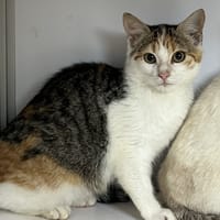 Baïne Bihan, chatte à adopter