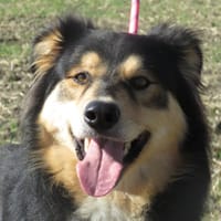SKY, chien à adopter