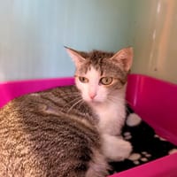 Wendy, chatte à adopter