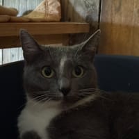 CHAUSSETTE, chatte à adopter