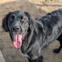 RIO, chien à adopter