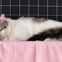 Coco, chat à adopter