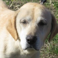 NOUCHKA, chienne à adopter