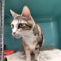 MITUMBA PAB30103, chatte à adopter