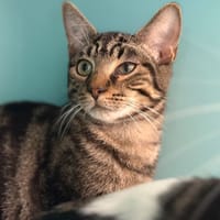 FUTÉ, chat à adopter