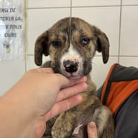 THOR, chien à adopter
