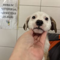 ROCKET, chien à adopter
