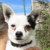 CHICO, chien à adopter