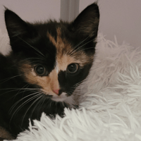 JONQUILLE, chatte à adopter