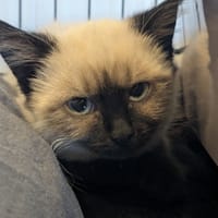 NUAGE, chatte à adopter