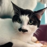 Moustache, chat à adopter