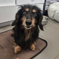 Bobby, chien à adopter