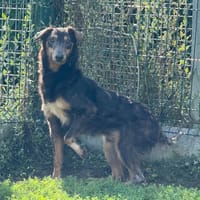 ELECTRON, chien à adopter