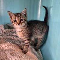 netflix, chat à adopter