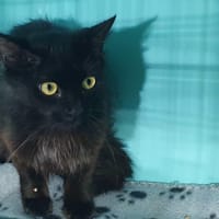 SAIPAN CHA, chatte à adopter