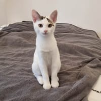 GRINCHEUX, chat à adopter