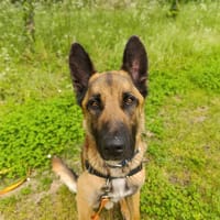 URBAN (réservé), chien à adopter