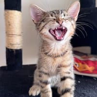 Ichigo, chat à adopter