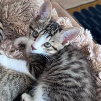 Biakuya, chat à adopter
