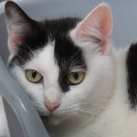 SELENE, chatte à adopter