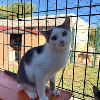 Wolverine, chat à adopter