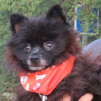 NOUGAT, chien à adopter