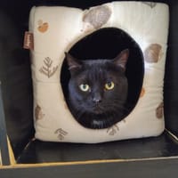 OZARK PAB30099, chat à adopter