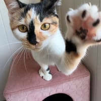 Bess, chatte à adopter