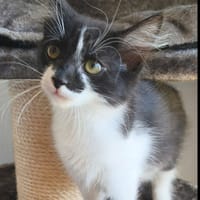 Queenie [Chaton], chatte à adopter