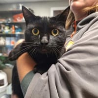 KIARA, chatte à adopter