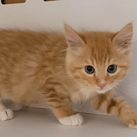 SAFRAN, chat à adopter