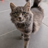 MAÏTIKI, chatte à adopter