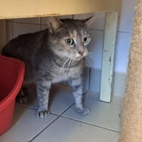 ECAILLE, chatte à adopter