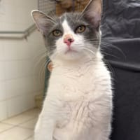 Pims, chat à adopter