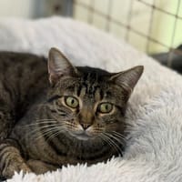 CRAKOTE, chatte à adopter