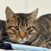 YAGO, chat à adopter