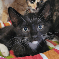 PAQUERETTE, chatte à adopter