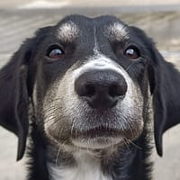 Spitfire, chien à adopter