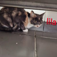 LILA, chatte à adopter