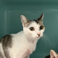 SCÈNE C, chatte à adopter