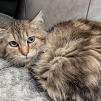 NOXIE, chatte à adopter