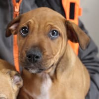 BOWIE, chien à adopter