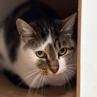 Chamalow, chatte à adopter