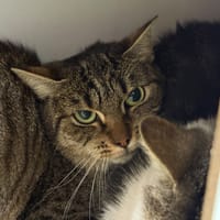 BABELLE, chatte à adopter