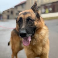 LUCKY, chien à adopter