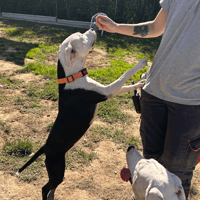 LANA, chienne à adopter